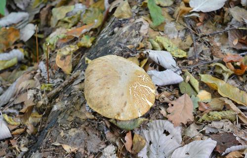 Boletus Subtomentosus